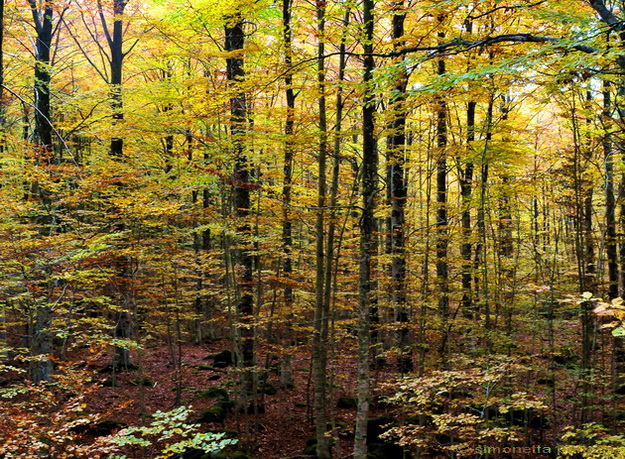 i colori del bosco e sottobosco